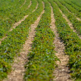 Прямой посев и технология No-till России