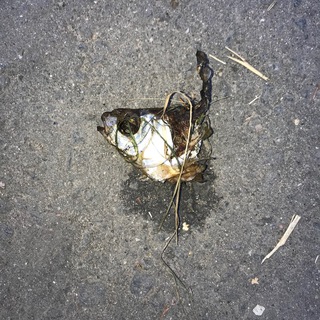 Ж𐍔𐌛н𐌀𐌡 Н𐌏𐌘𐌜