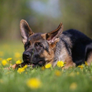 🔥🔥🔥Немецкие овчарки. Монопородные выставки и тренинги по защите в С-Пб🔥🔥🔥