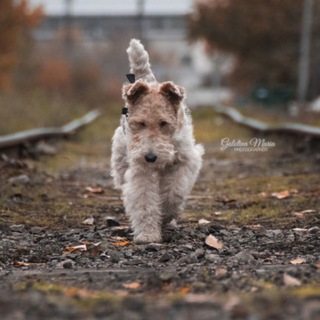 щепотка дикости