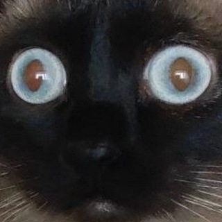 NormandyRen | Стример, витюбер и просто кот