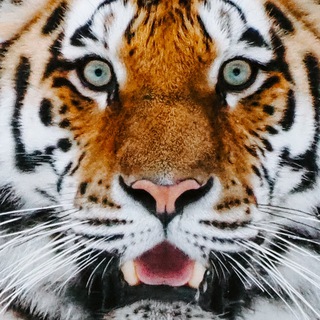 Тигрята — вакансии про контент