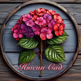 Нюсин сад гортензий