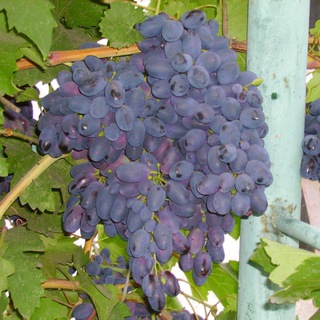 Всё про виноград