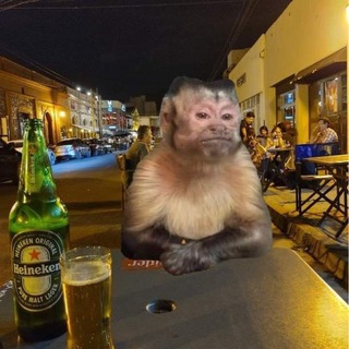 Пон гифки с обезьянами