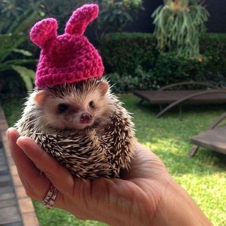 Снятые сливки