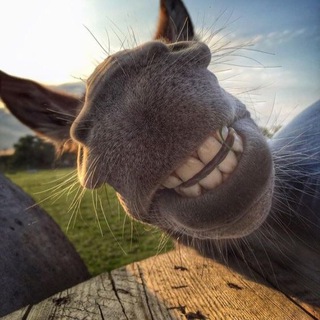 🦋Ободрение🐑🌍