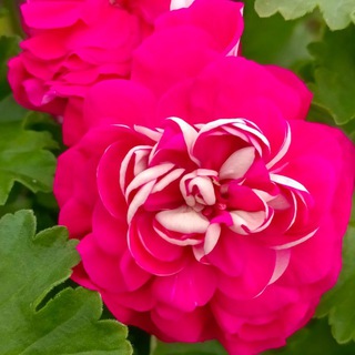 Очарование пеларгоний