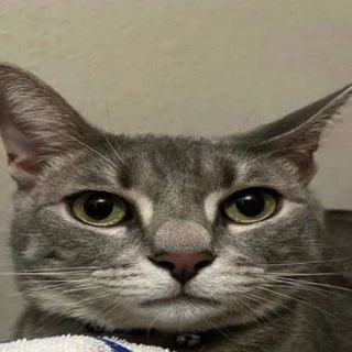 midnight shitpost club