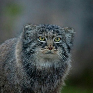 Мемуары московского манула