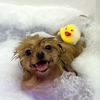 Oh’ my Dog салон спа груминга