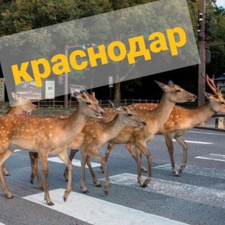 Оленеводы Краснодара | Краснодар ДТП и ЧП | Авто новости Кубани