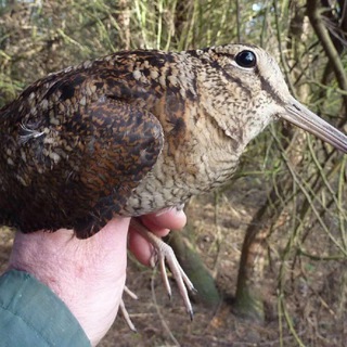 умние мисли катенка