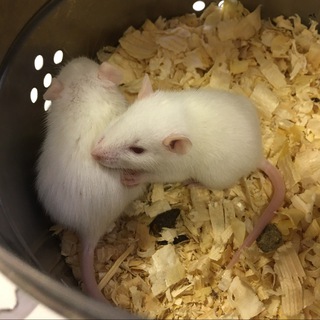 околонауки