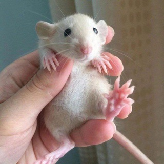 О крысах нежно