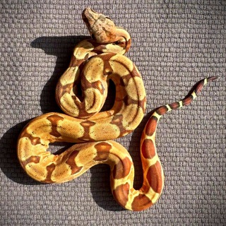 ЗверинеЦ * Рептилии