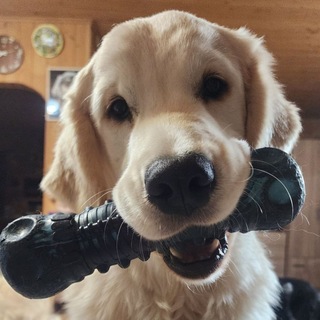 Ольга Нечаева, и её "Зелёный луч " - райский уголок для собак. Дрессировка. Передержка. Волонтёрство.