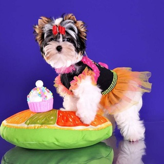 Йорки , биверы ,груминг olgagusarova_