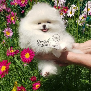 Питомник Олмикс Лайн