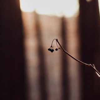 Оля и медведи | Ольга Коцюрбий