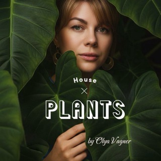 ℍ𝕠𝕦𝕤𝕖 ℙ𝕝𝕒𝕟𝕥𝕤 🍒