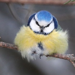 Оля смотрит на птиц