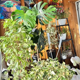 Однокомнатные джунгли: растим не только дочь!