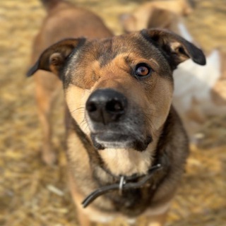 ОПБФ помощи животным УМКА