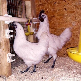 Белый ухейилюй N1