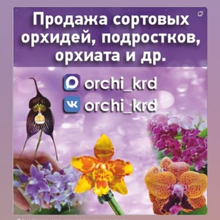 Продажа сортовых орхидей