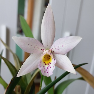 Orchids - всё об орхидеях