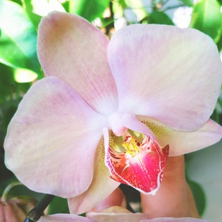 💞Цветочница Анюта💞