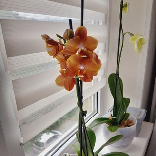 Орхидея (фаленопсис) Владивосток