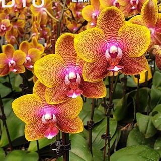 Orchid_paradise