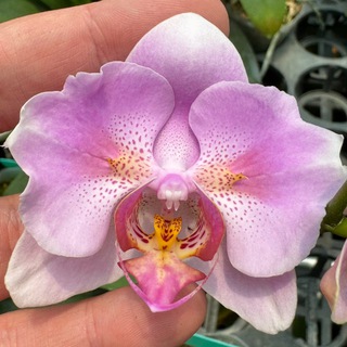 Канал ОрхоРай