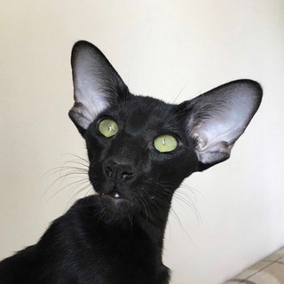 оридисиа_кэтс