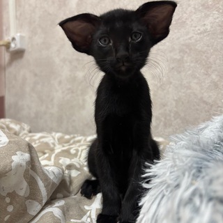 Ориентальные котята