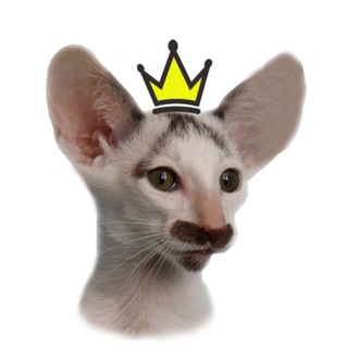 ориентальные котята и петерболды Orientalroyal