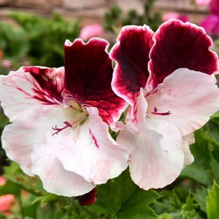 Марина Орлова🌺🌼🌸 Цветы и не только