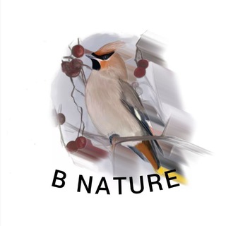 В Nature | Даниил Маликов