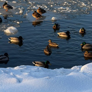 Радио Свободы