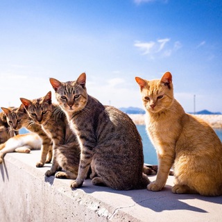 Остров Кошек