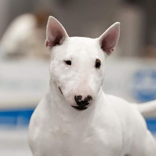 Подслушано у бультерьеров