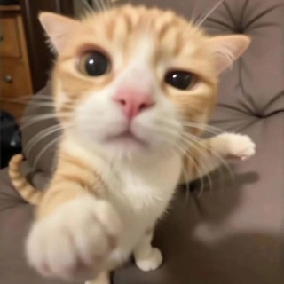 Котики и приколЬные видосики