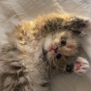 ^ Կꤣꤍተ꤀ተꤌ მγωꤣ ^