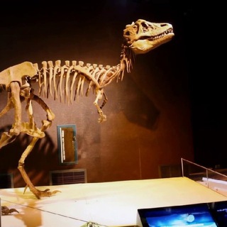 Палеонтология 🦕