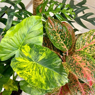 Комнатные цветы🌱🌵 Москва. Ярославский