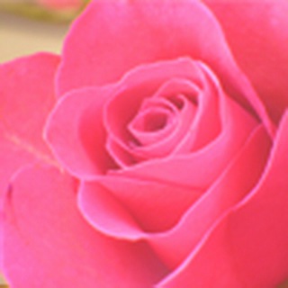 Театральная Роза... и автостоп