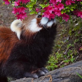 Пандёныш🐼