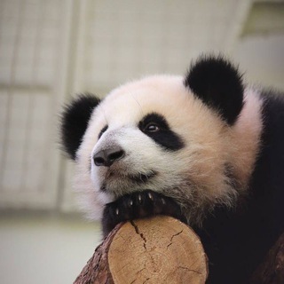 Катюша🐼Московский зоопарк.